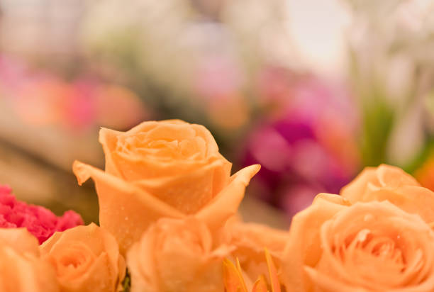 Beautiful roses background Bouquet roses in various colors