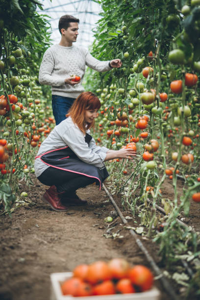 istock Young couple picking tomatoes in garden 877005748