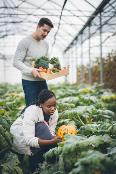 istock Autumn pumpkin harvest 877006200