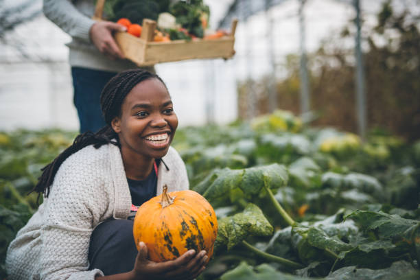Autumn pumpkin harvest