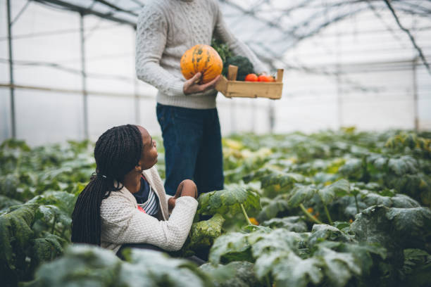 istock Autumn pumpkin harvest 877006318