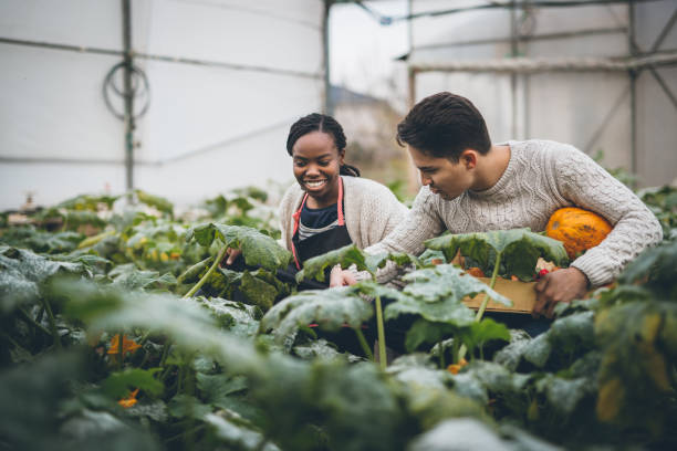 istock Autumn pumpkin harvest 877006474