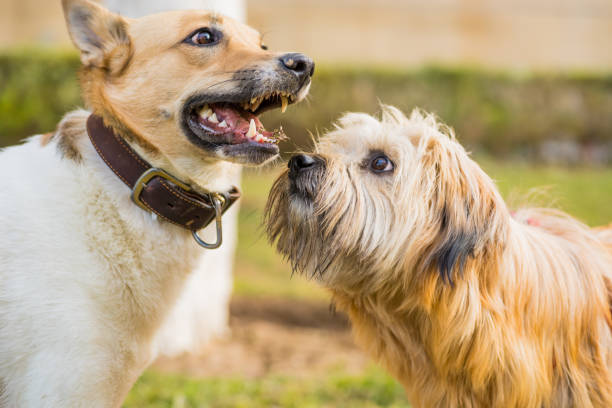 istock two cute dogs playing outside. one dog sniffing another. 877006482