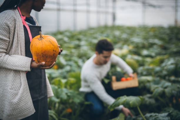 istock Autumn pumpkin harvest 877006582