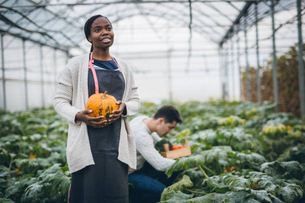 istock Autumn pumpkin harvest 877006630