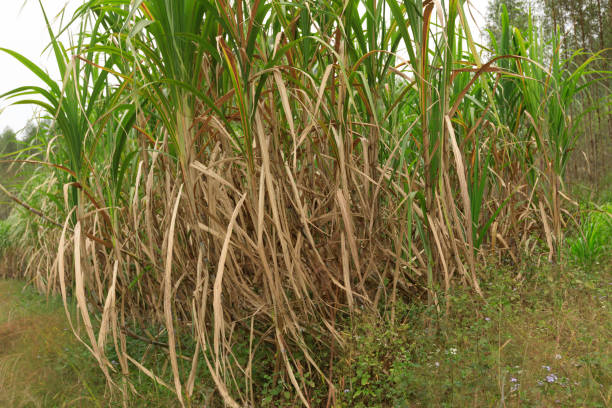 istock Sugarcane plants growing at field 877008888