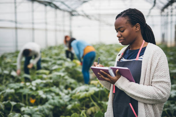 istock Zucchini harvest in greenhouse 877009002