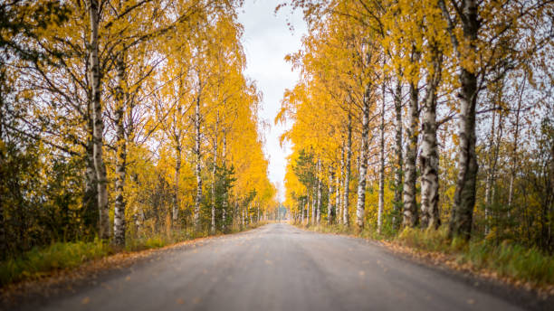 istock Gravel road in autumn 877010800