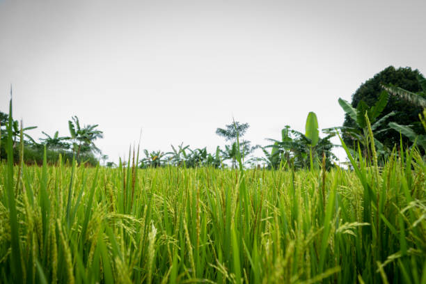 istock Green rice field in Indonesia 877011694