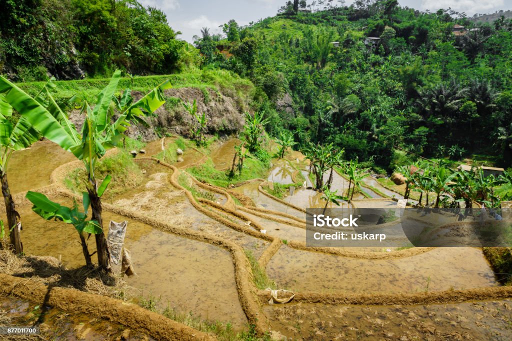 Paddy Terrace Fields In Java Indonesia Stock Photo - Download Image Now ...
