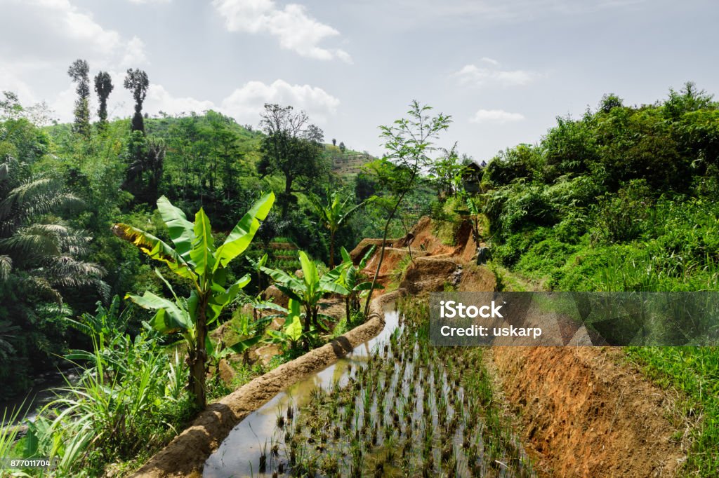 Paddy Terrace Fields In Java Indonesia Stock Photo - Download Image Now ...