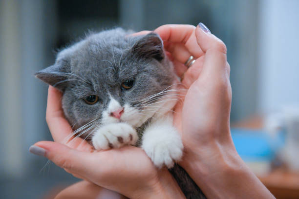 istock With a gray kitten in his arms 877011782