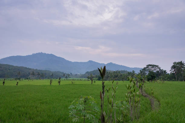 istock Green rice field in Indonesia 877011800