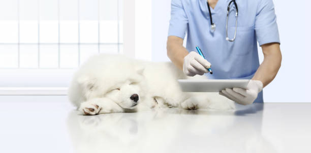 病気の犬を獣医学的検査と獣医クリニック テーブルでデジタル タブレットを使用しました。 - pets dog office vet ストックフォトと画像