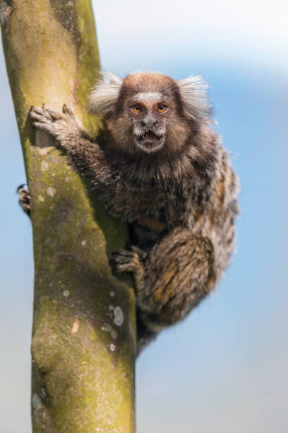 Ape called Common Marmoset ( Callithrix jacchus )