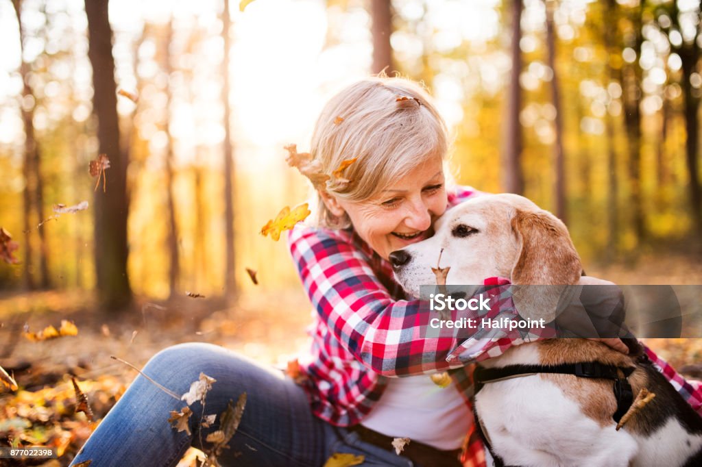 Senior woman with dog on a walk in an autumn forest. Active senior woman with dog on a walk in a beautiful autumn forest. Autumn Stock Photo