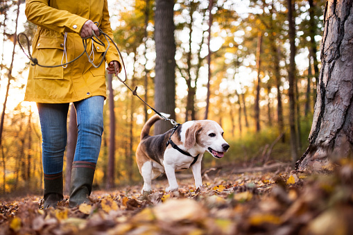 Unrecognizable active senior woman with dog on a walk in a beautiful autumn forest.