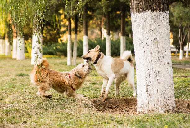 two cute funny dogs playing outside. funny dogs in the park on the lawn barking