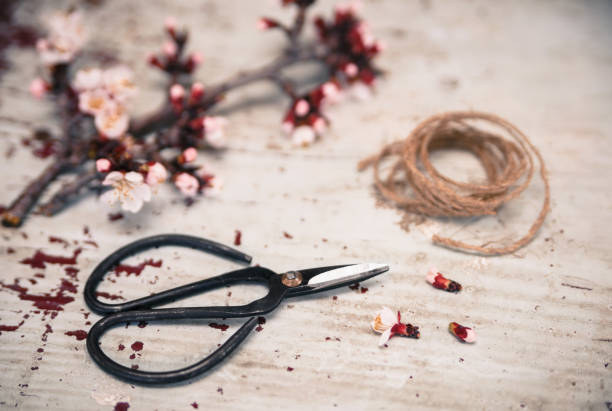 Bonsai scissors with flowering branch on vintage background stock photo