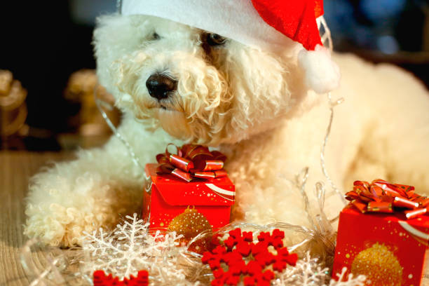 istock Dog in a Christmas (New Year's) cap 877023268