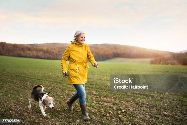 Donna Anziana Con Cane In Una Passeggiata In Una Natura Autunnale - Fotografie stock e altre immagini di Camminare