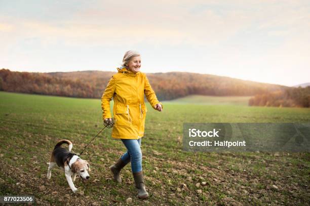 秋の自然の中の散歩に犬を年配の女性 - 歩くのストックフォトや画像を多数ご用意 - 歩く, シニア世代, 犬