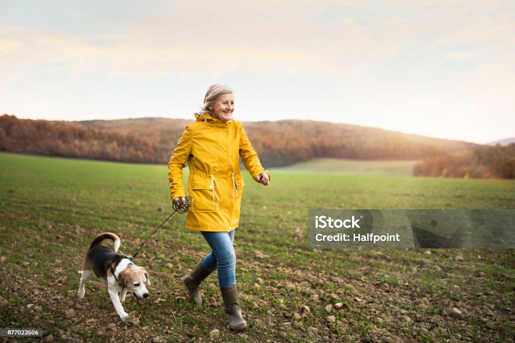 Senior woman with dog on a walk in an autumn nature. Active senior woman with dog on a walk in a beautiful autumn nature. Walking Stock Photo