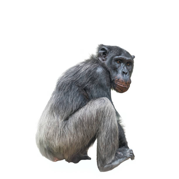 istock Thinking chimpanzee portrait isolated on white background 877027316