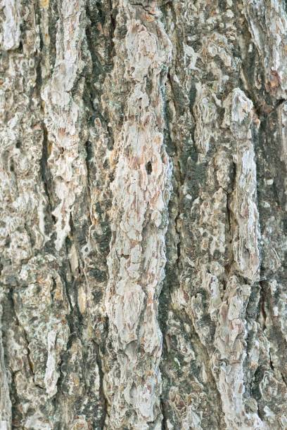 texture du vieux tronc d’arbre en bois - bark elm tree oak tree wood photos et images de collection