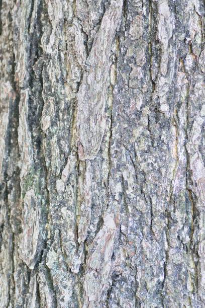 texture du vieux tronc d’arbre en bois dans cadre horizontale - bark elm tree oak tree wood photos et images de collection