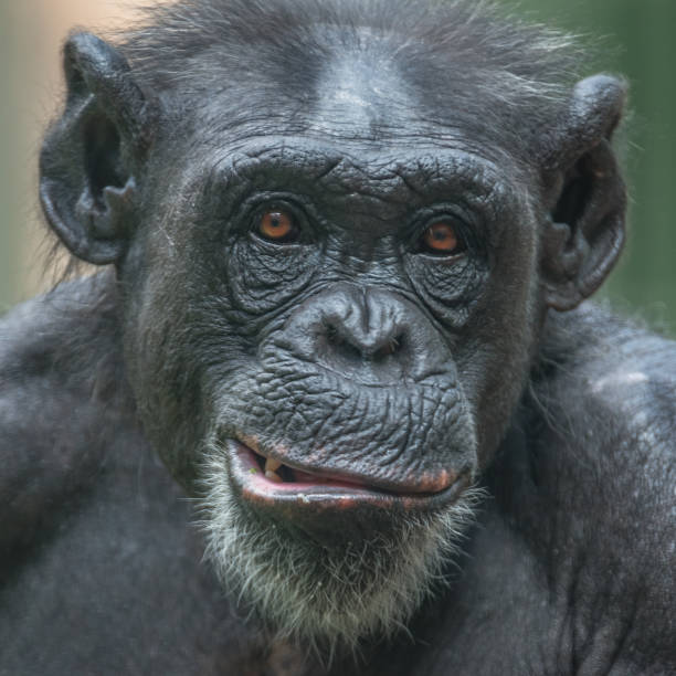 istock Chimpanzee portrait close up at open resort 877035010