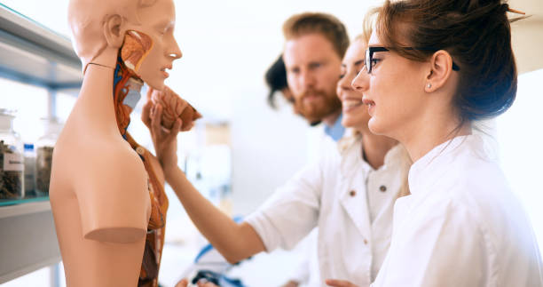 istock Students of medicine examining anatomical model in classroom 877037696
