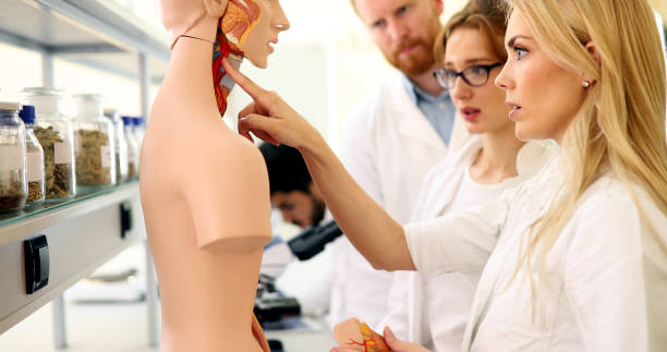 istock Student of medicine examining anatomical model in lab 877037852