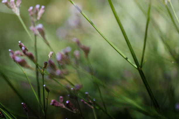istock Lavender Flower in the Field 877038734