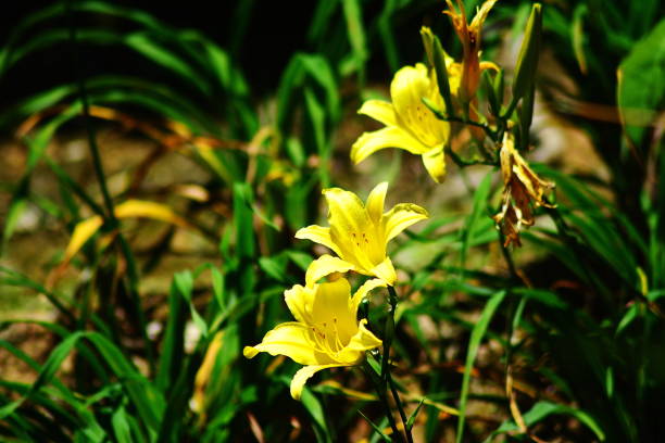 istock beautiful yellow color hemerocallis 877038966