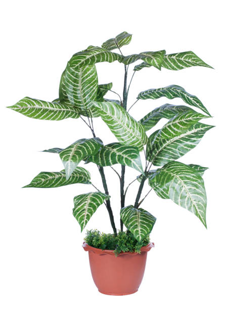 istock plant for house and office decoration 877039148