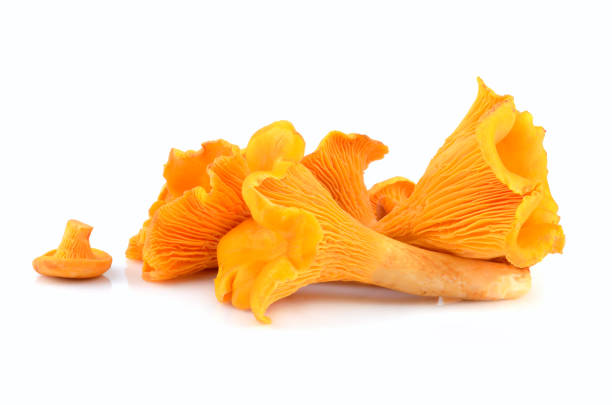 istock Yellow chanterelles mushrooms 877042384