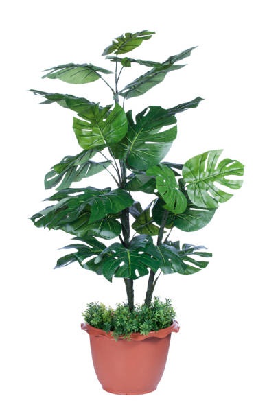 istock plant for house and office decoration 877042476