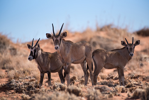 Three young oryx in the shadows, Namibia