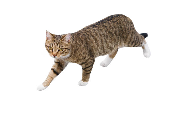 Tabby cat