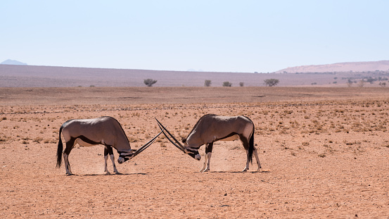 Fighting gemsbok antelope in Namibia
