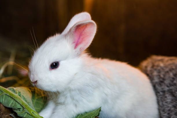 istock A little baby pet rabbit sits in a cage, 877049344