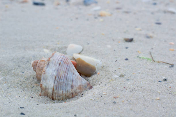 istock Big seashell and small clams on coastal sands, beach seascape 877049426