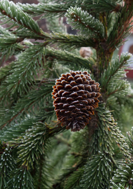 Rare conifers. Christmas. Cold twenty-five degree Celsius below zero. Brown cones Christmas tree needles are covered with frost, macro. Background.