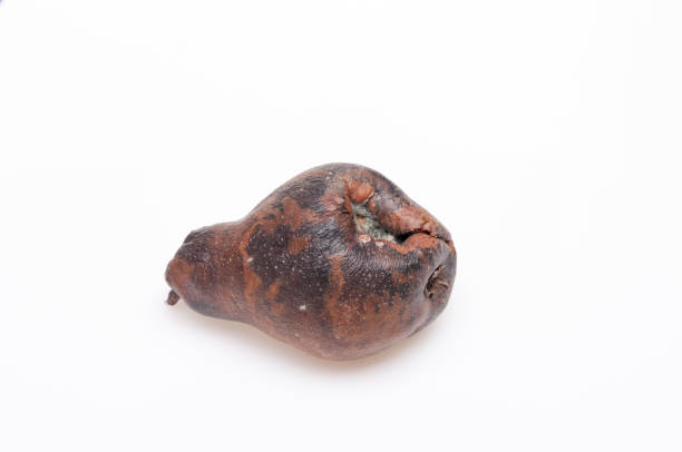 istock Wrinkled and rotten brown pear isolated 877049552