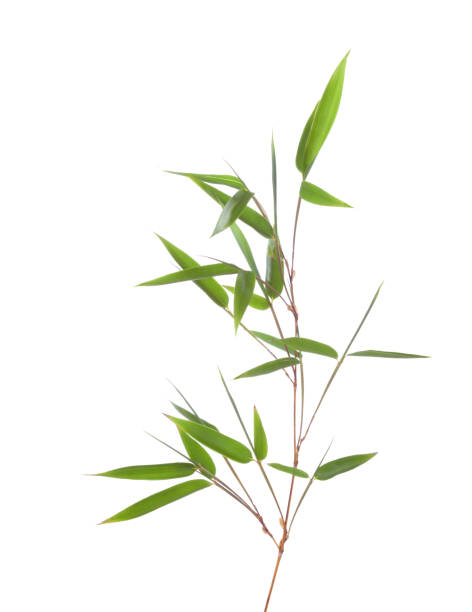 istock Green bamboo branch with leaves  isolated on white background 877051898