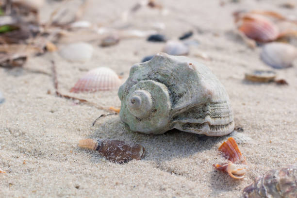 istock Big seashell and clams on coastal sands, sandy seascape 877052086