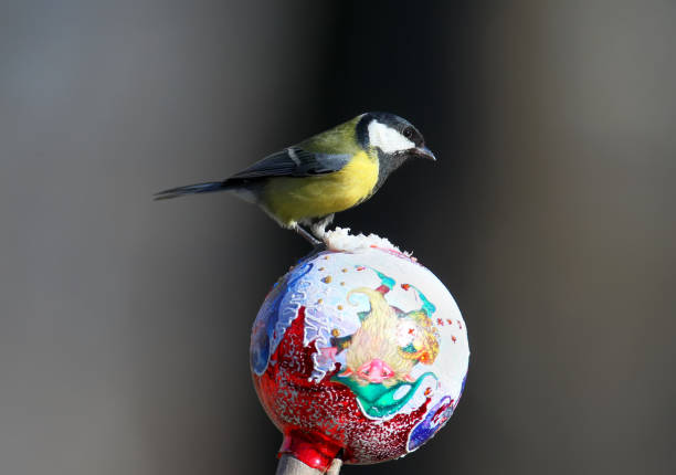 Great tit sits on a Christmas toy and looks at a camera