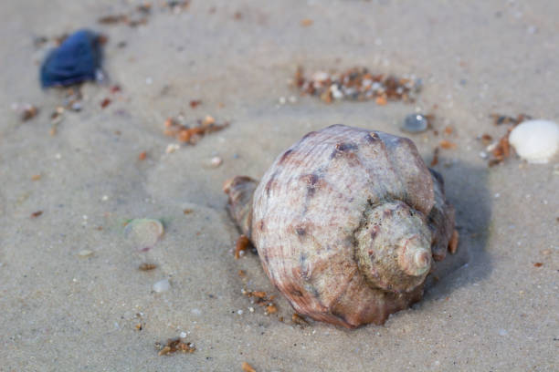 istock Big seashell on coastal sands, sandy beach 877052906