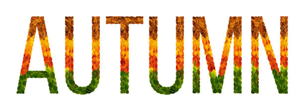 istock word Autumn is written with leaves white isolated background, banner for printing, creative illustration of colored leaves. 877053400